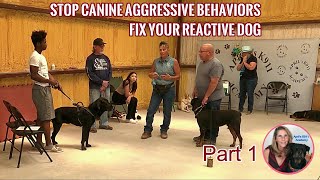 Training For Reactive Dogs | What's Wrong With Dogs Today? | Part 1