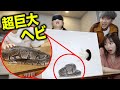 【大泣き】箱の中身はなんだろなの中身が小さい蛇オモチャかと思いきや本物の大蛇ドッキリがヤバすぎたwwwwww