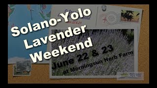 Solano-Yolo Lavender Weekend at Morningsun Herb Farm - June 22 & 23 by Morningsun Herb Farm 1,183 views 4 years ago 5 minutes, 12 seconds