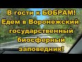 В гости к БОБРАМ! Едем в Воронежский государственный биосферный заповедник!