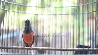 Murai batu anda GAK AKAN MAU DIAM dan PASTI EMOSI dengan PANCINGAN MURAI BATU GACOR PAGI HARI INI