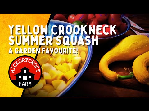 Video: Hvad er Crookneck Squash – Dyrkning af Crookneck Squash i haven