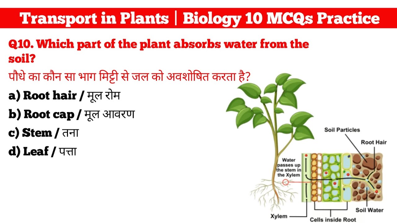 Transport in Plants | Biology 10 MCQs Practice