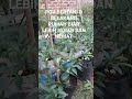 BERKEBUN PENUH DENGAN HATI YANG GEMBIRA..TTD..HWT