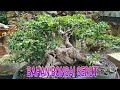 bahan bonsai | serut | asem jawa | loa #shorts