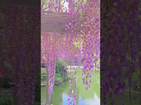 Beautiful wisteria spot