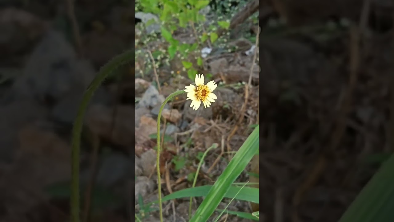 Morning Vibe.. Grass Flower... Grass Yellow Butterfly 