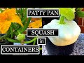 Growing Patty Pan (Scallop) Squash in Small Containers [Seed to Harvest]