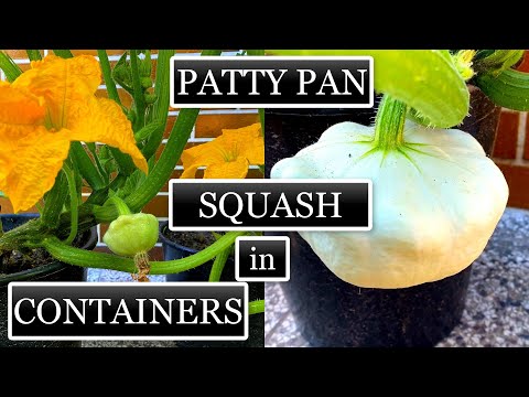 Video: Co je Patty Pan Squash – Jak pečovat o rostliny tykve hřebenatky