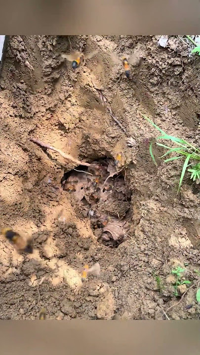 #86   #gianthornets #hornetnestremoval #bee