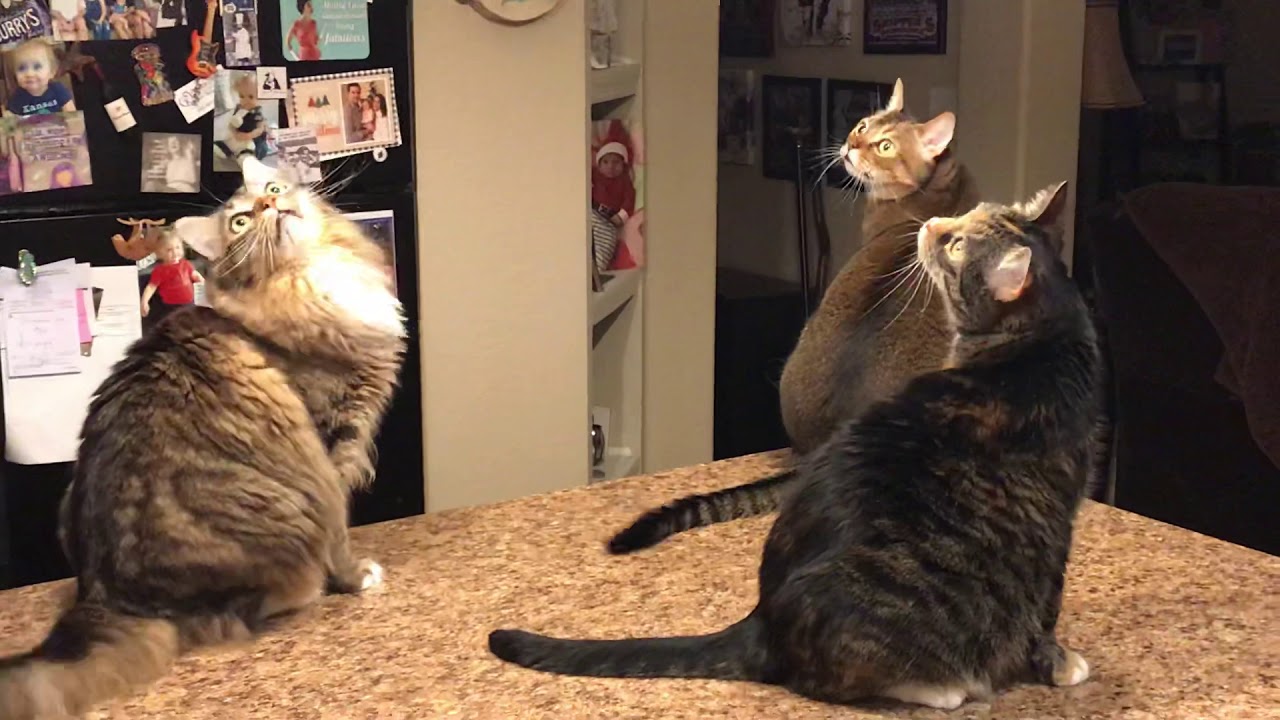 Cats versus moth, 3 against 1 YouTube
