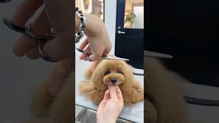 TOY POODLE GETTING PERFECT FACELIFT  #cutedog #dog #puppy #poodle #love