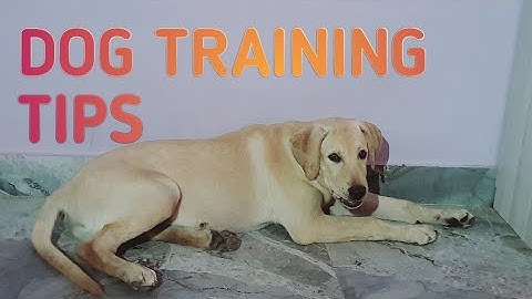 Labrador Puppy Learning and Performing Training Commands | Dog Showing All Training Skills #doglover