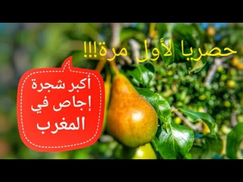 فيديو: كيفية اختيار مجموعة متنوعة وتنمو شجرة إجاص تعطي ثمارًا لذيذة وصحية (الجزء 3)