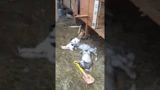 Видео 18+. Последствие визита бродячих собак в частный дом / www.krasnoturinsk.info Видео 18+. Последствие визита бродячих собак в частный дом / www.krasnoturinsk.info
