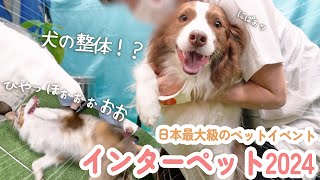 【インターペット2024】日本最大級のペットイベントでも性格が出ちゃう姉弟犬が可愛すぎた【ボーダーコリー・オーストラリアンシェパード】