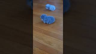 Day 27. Kittens A,B & C. 04.28.2024. by Tomsel Travels 711 views 1 month ago 2 minutes, 10 seconds
