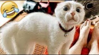 New Cute and Funny Animals 2024 🤣 Funniest Cats and Dogs Videos #52