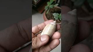 beautiful shorts oysters