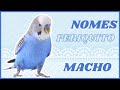 50 NOMES PARA PERIQUITOS MACHOS  #1