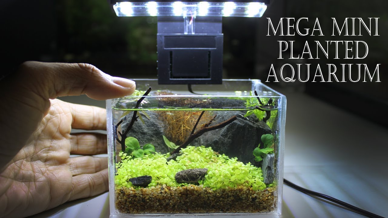 DIY Smallest Planted Aquarium - Plexiglass Aquarium - YouTube