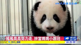 圓寶揮別「拖把熊」萌練走找媽 八大民生新聞 2020101915