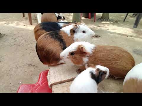 Guinea pigs going in a straight line /গিনিপিগের পথযাত্রা  ।
