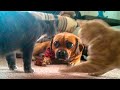 🤣 Funny Cats 😻 And Dogs 🐶 Videos - Animals From Tik Tok - 😹 Try Not To Laugh Pets