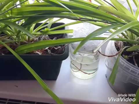 Video: Paano Mag-water Geraniums Sa Bahay Sa Taglamig? 18 Mga Larawan Gaano Kadalas Mo Dapat Tubig? Paano Maayos Na Ayusin Ang Wick Watering Ng Pelargonium Sa Isang Palayok?