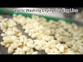 How to clean garlic cloves?|Garlic #washing #grading Machine