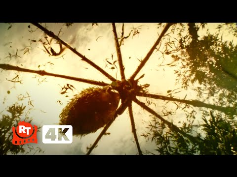 Kong Skull Island 2017 4K Giant Spider Ambush Scene Movieclips