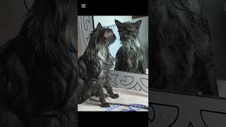 Mimi'nin Maceraları devam ediyor #kedi #cats #kedimacerası #irankedisi