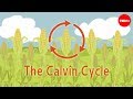 Unraveling Photosynthesis and the Calvin Cycle in Plant Energy Production