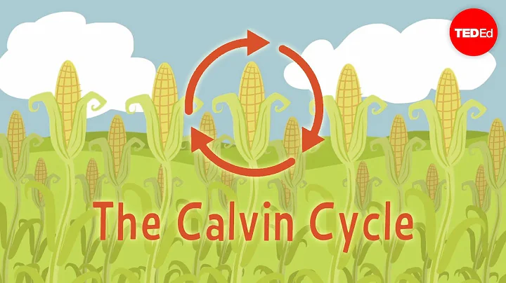 Nature's smallest factory: The Calvin cycle - Cath...