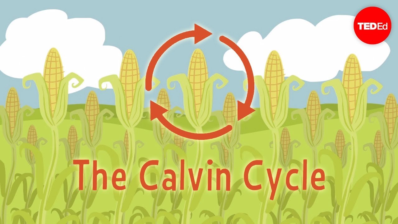 ⁣Nature's smallest factory: The Calvin cycle - Cathy Symington