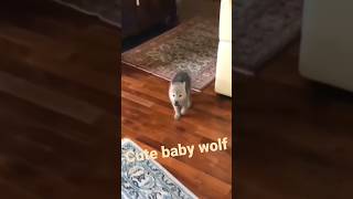 cute baby wolf #shorts