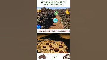 🔥 Vì sao năm 2026 có thể là cú sốc lớn với thị trường cà phê Brazil?