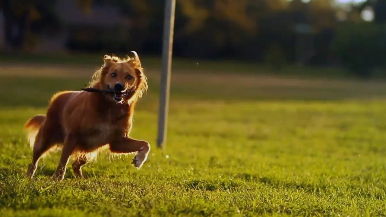 puppy paradise Golden Retriever Mix Gets Some Evening Exercise | The Daily Puppy