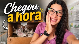Tirando FILHOTES DE CALOPSITAS  dos NINHOS