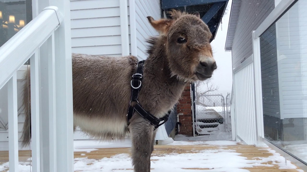 Aktiv Inspirere hovedpine Tiny Tim the Mini Donkey! - YouTube