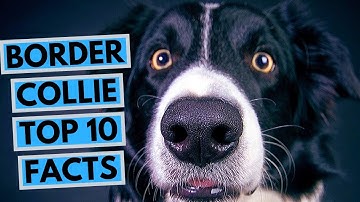 Border Collie - TOP 10 Interesting Facts