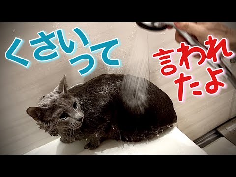 ロシアンブルー | 猫はシャワー嫌い? タオルドライは? [Russian Blue cat Kotetsu] Cats hate showers,how about towel drying?
