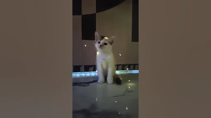 Watch the video about Cute Kitten Video 😻 | Adorable & Funny Cat Moments 2025 #CuteKitten #KittenPlaying #kittenlove