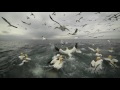 Diving Gannets 23rd June 2017