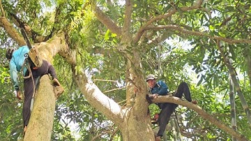 Cưa Cây Xoài To, Lâu Năm, Trong Vườn Tầm Vong, Ở Núi Sập, Cưa Kỹ Thuật, 79