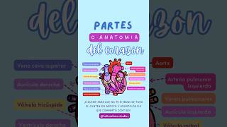 PARTES DEL CORAZÓN. #anatomiadelcorazon #corazón #anatomiacardiaca #anatomiadelcorazón #órgano