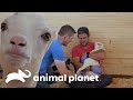 Bode e cabra são curados de uma desnutrição severa | Santuário Animal | Animal Planet Brasil