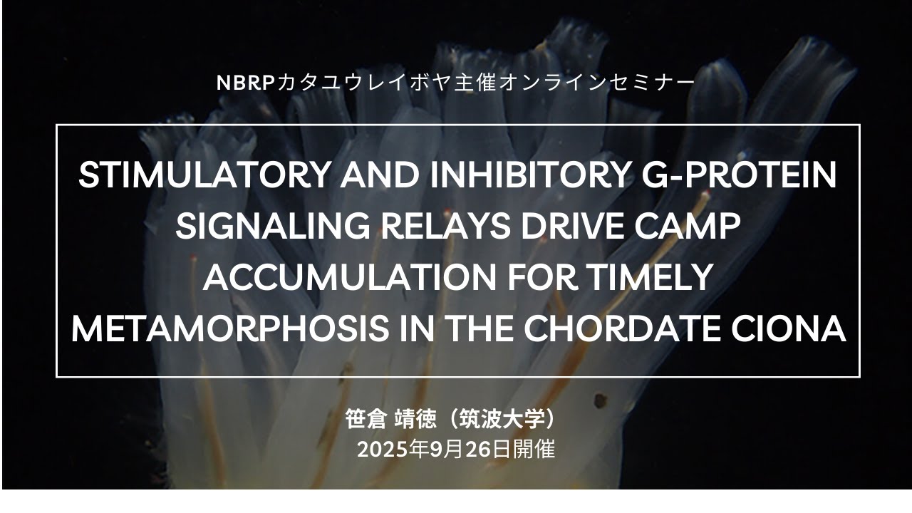 NBRP Ciona intestinalis Paper Online Seminar 2025 September: Author's own explanation of the paper (https://doi.org/10.7554/eLife.99825.3)