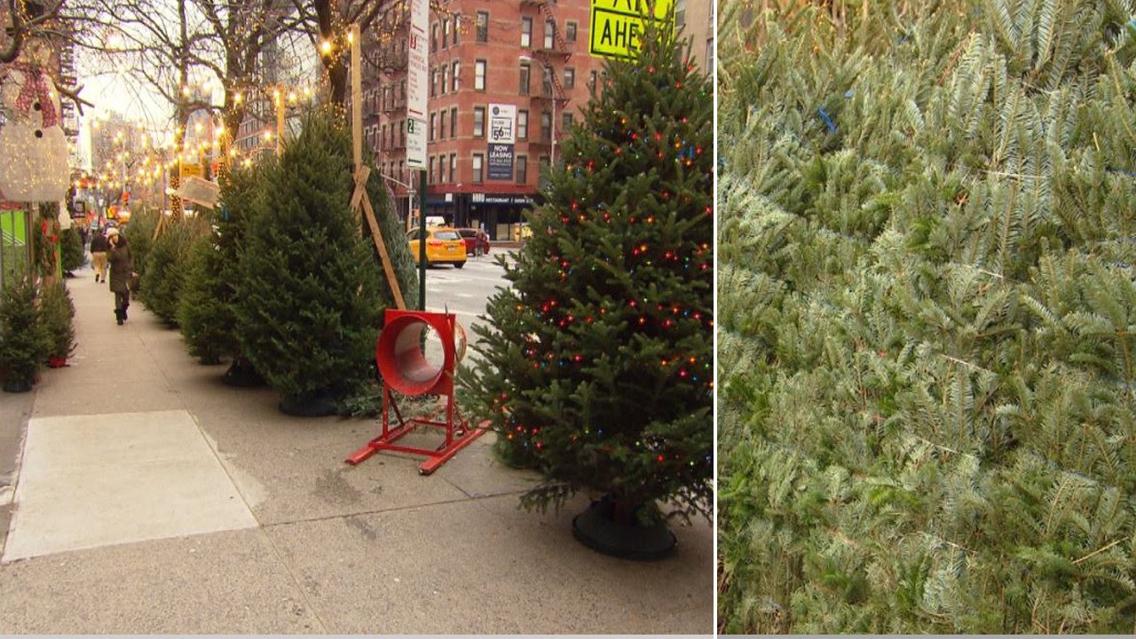 NYC Christmas Tree Vendor Charges 1,000 For Rare Holiday Firs YouTube