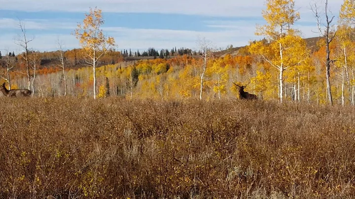 Utah public land elk at 20 yards, 2018 muzzleloader deer hunt